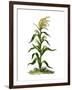 Maize, or Indian Corn Plant-null-Framed Giclee Print