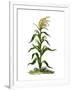 Maize, or Indian Corn Plant-null-Framed Giclee Print