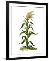 Maize, or Indian Corn Plant-null-Framed Giclee Print