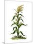 Maize, or Indian Corn Plant-null-Mounted Giclee Print