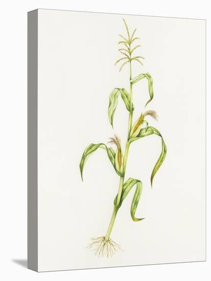 Maize (Zea Mays)-Lizzie Harper-Stretched Canvas