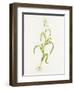 Maize (Zea Mays)-Lizzie Harper-Framed Premium Photographic Print