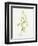 Maize (Zea Mays)-Lizzie Harper-Framed Premium Photographic Print