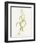 Maize (Zea Mays)-Lizzie Harper-Framed Premium Photographic Print