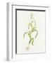 Maize (Zea Mays)-Lizzie Harper-Framed Premium Photographic Print