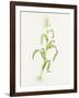 Maize (Zea Mays)-Lizzie Harper-Framed Photographic Print