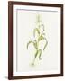 Maize (Zea Mays)-Lizzie Harper-Framed Photographic Print