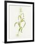 Maize (Zea Mays)-Lizzie Harper-Framed Photographic Print