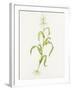 Maize (Zea Mays)-Lizzie Harper-Framed Photographic Print