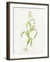 Maize (Zea Mays)-Lizzie Harper-Framed Photographic Print