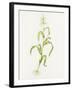 Maize (Zea Mays)-Lizzie Harper-Framed Photographic Print