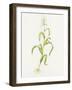 Maize (Zea Mays)-Lizzie Harper-Framed Photographic Print