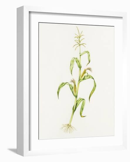 Maize (Zea Mays)-Lizzie Harper-Framed Photographic Print