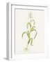 Maize (Zea Mays)-Lizzie Harper-Framed Photographic Print