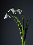 Snowdrops-Maja-Photographic Print