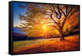 Majestic Alone Beech Tree on a Hill Slope with Sunny Beams at Mountain Valley. Dramatic Colorful Mo-Leonid Tit-Framed Stretched Canvas