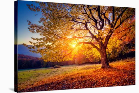 Majestic Alone Beech Tree on a Hill Slope with Sunny Beams at Mountain Valley. Dramatic Colorful Mo-Leonid Tit-Stretched Canvas