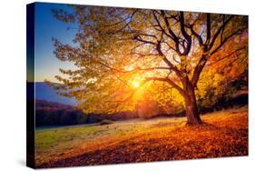 Majestic Alone Beech Tree on a Hill Slope with Sunny Beams at Mountain Valley. Dramatic Colorful Mo-Leonid Tit-Stretched Canvas