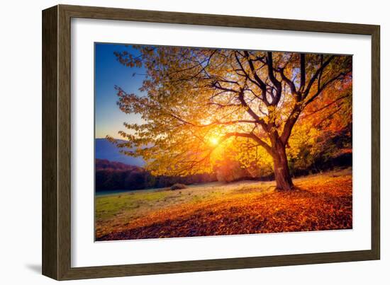 Majestic Alone Beech Tree on a Hill Slope with Sunny Beams at Mountain Valley. Dramatic Colorful Mo-Leonid Tit-Framed Premium Photographic Print