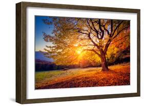 Majestic Alone Beech Tree on a Hill Slope with Sunny Beams at Mountain Valley. Dramatic Colorful Mo-Leonid Tit-Framed Premium Photographic Print