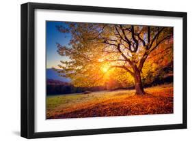 Majestic Alone Beech Tree on a Hill Slope with Sunny Beams at Mountain Valley. Dramatic Colorful Mo-Leonid Tit-Framed Premium Photographic Print