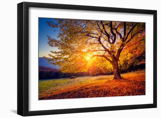 Majestic Alone Beech Tree on a Hill Slope with Sunny Beams at Mountain Valley. Dramatic Colorful Mo-Leonid Tit-Framed Premium Photographic Print