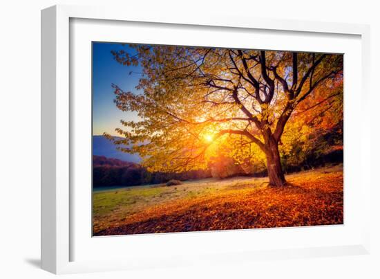 Majestic Alone Beech Tree on a Hill Slope with Sunny Beams at Mountain Valley. Dramatic Colorful Mo-Leonid Tit-Framed Premium Photographic Print