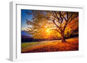Majestic Alone Beech Tree on a Hill Slope with Sunny Beams at Mountain Valley. Dramatic Colorful Mo-Leonid Tit-Framed Premium Photographic Print