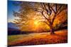 Majestic Alone Beech Tree on a Hill Slope with Sunny Beams at Mountain Valley. Dramatic Colorful Mo-Leonid Tit-Mounted Premium Photographic Print