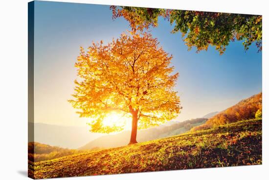 Majestic Alone Beech Tree on a Hill Slope with Sunny Beams at Mountain Valley. Dramatic Colorful Mo-Leonid Tit-Stretched Canvas