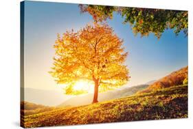 Majestic Alone Beech Tree on a Hill Slope with Sunny Beams at Mountain Valley. Dramatic Colorful Mo-Leonid Tit-Stretched Canvas