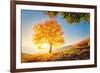 Majestic Alone Beech Tree on a Hill Slope with Sunny Beams at Mountain Valley. Dramatic Colorful Mo-Leonid Tit-Framed Photographic Print