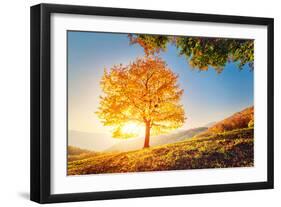 Majestic Alone Beech Tree on a Hill Slope with Sunny Beams at Mountain Valley. Dramatic Colorful Mo-Leonid Tit-Framed Photographic Print