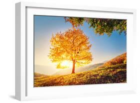 Majestic Alone Beech Tree on a Hill Slope with Sunny Beams at Mountain Valley. Dramatic Colorful Mo-Leonid Tit-Framed Photographic Print