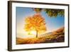 Majestic Alone Beech Tree on a Hill Slope with Sunny Beams at Mountain Valley. Dramatic Colorful Mo-Leonid Tit-Framed Photographic Print