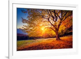 Majestic Alone Beech Tree on a Hill Slope with Sunny Beams at Mountain Valley. Dramatic Colorful Mo-Leonid Tit-Framed Photographic Print