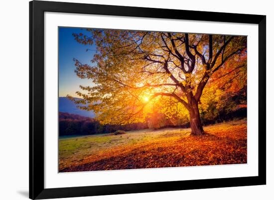 Majestic Alone Beech Tree on a Hill Slope with Sunny Beams at Mountain Valley. Dramatic Colorful Mo-Leonid Tit-Framed Photographic Print