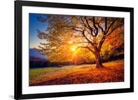 Majestic Alone Beech Tree on a Hill Slope with Sunny Beams at Mountain Valley. Dramatic Colorful Mo-Leonid Tit-Framed Photographic Print