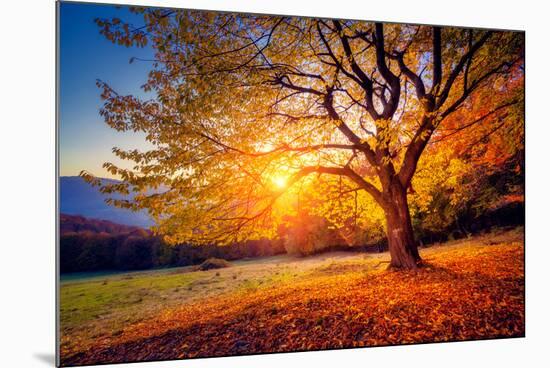 Majestic Alone Beech Tree on a Hill Slope with Sunny Beams at Mountain Valley. Dramatic Colorful Mo-Leonid Tit-Mounted Photographic Print