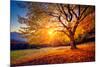 Majestic Alone Beech Tree on a Hill Slope with Sunny Beams at Mountain Valley. Dramatic Colorful Mo-Leonid Tit-Mounted Photographic Print