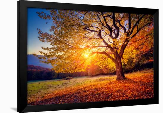 Majestic Alone Beech Tree on a Hill Slope with Sunny Beams at Mountain Valley. Dramatic Colorful Mo-Leonid Tit-Framed Photographic Print