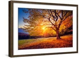 Majestic Alone Beech Tree on a Hill Slope with Sunny Beams at Mountain Valley. Dramatic Colorful Mo-Leonid Tit-Framed Photographic Print