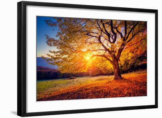 Majestic Alone Beech Tree on a Hill Slope with Sunny Beams at Mountain Valley. Dramatic Colorful Mo-Leonid Tit-Framed Photographic Print