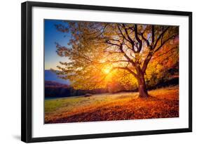 Majestic Alone Beech Tree on a Hill Slope with Sunny Beams at Mountain Valley. Dramatic Colorful Mo-Leonid Tit-Framed Photographic Print