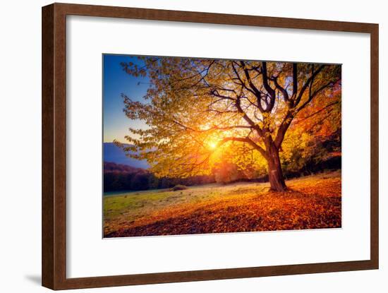 Majestic Alone Beech Tree on a Hill Slope with Sunny Beams at Mountain Valley. Dramatic Colorful Mo-Leonid Tit-Framed Photographic Print