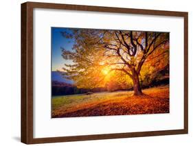 Majestic Alone Beech Tree on a Hill Slope with Sunny Beams at Mountain Valley. Dramatic Colorful Mo-Leonid Tit-Framed Photographic Print