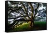 Majestic and Elegant Oak California Country Hillside, Petaluma-Vincent James-Framed Stretched Canvas