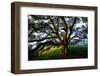 Majestic and Elegant Oak California Country Hillside, Petaluma-Vincent James-Framed Premium Photographic Print