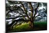 Majestic and Elegant Oak California Country Hillside, Petaluma-Vincent James-Mounted Premium Photographic Print