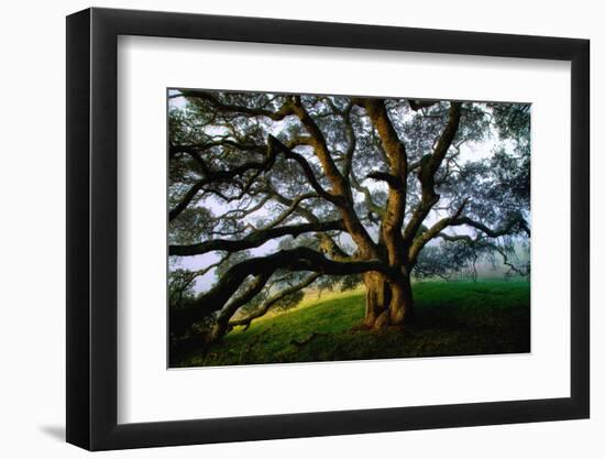 Majestic and Elegant Oak California Country Hillside, Petaluma-Vincent James-Framed Photographic Print